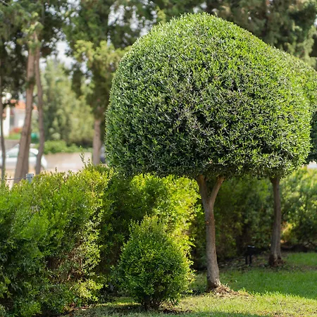 מלון דירות Silver Park